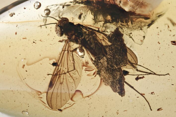 Fossil Wood Gnat (Anisopodidae) and Bark in Baltic Amber - Rare! #315534